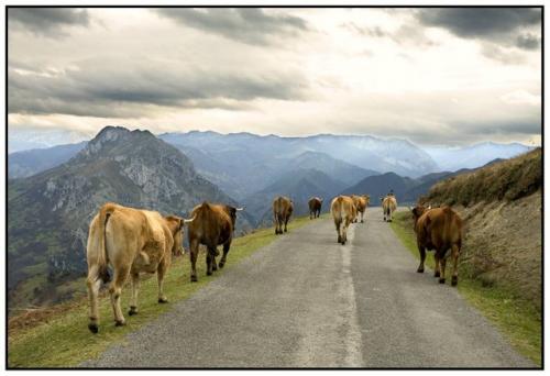 Fotografia de Joan Mercadal - Galeria Fotografica: Asturias - Foto: Asturias