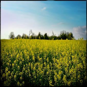 Fotografia de Clara Elias - Galeria Fotografica: Naturaleza - Foto: Nature 5