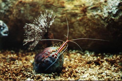 Fotografia de Chema - Galeria Fotografica: Vision de la naturaleza - Foto: Oloturia tri color