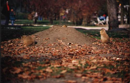 Fotografia de Chema - Galeria Fotografica: Vision de la naturaleza - Foto: Perritos