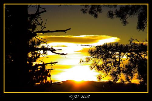 Fotografia de jose daniel - Galeria Fotografica: naturaleza - Foto: ENTRE LAS RAMAS