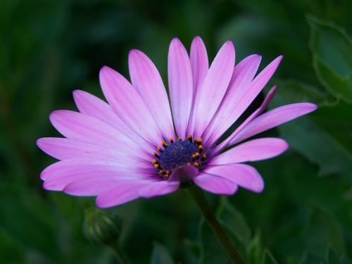 Fotografia de Christian Moraga - Galeria Fotografica: Fotografia Detalles - Foto: 