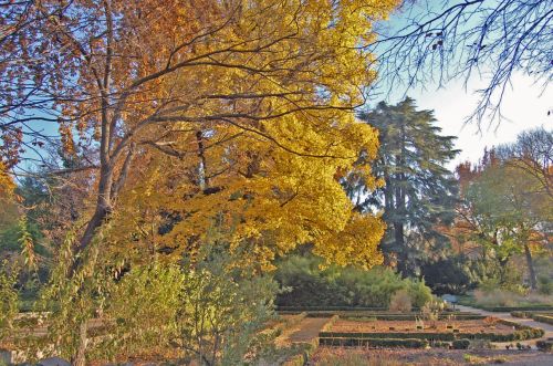 Fotografia de Mauro Valle - Galeria Fotografica: Los Volcanes - Foto: Amarillo rbol