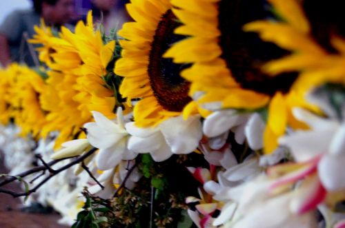 Fotografia de Mauro Valle - Galeria Fotografica: Los Volcanes - Foto: Amarillo