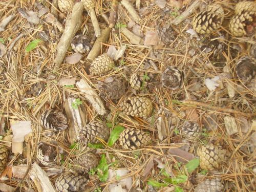 Fotografia de maite23 - Galeria Fotografica: Oto�o - Foto: 