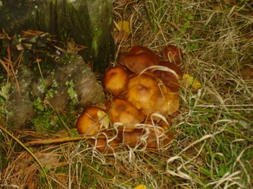 Fotografia de maite23 - Galeria Fotografica: Oto�o - Foto: 