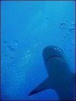 Fotografia de MT - Galeria Fotografica: Mis Fotos - Foto: Tiburon