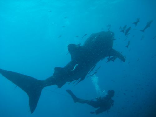 Fotografia de Carlitos - Galeria Fotografica: Underwater world - Foto: 