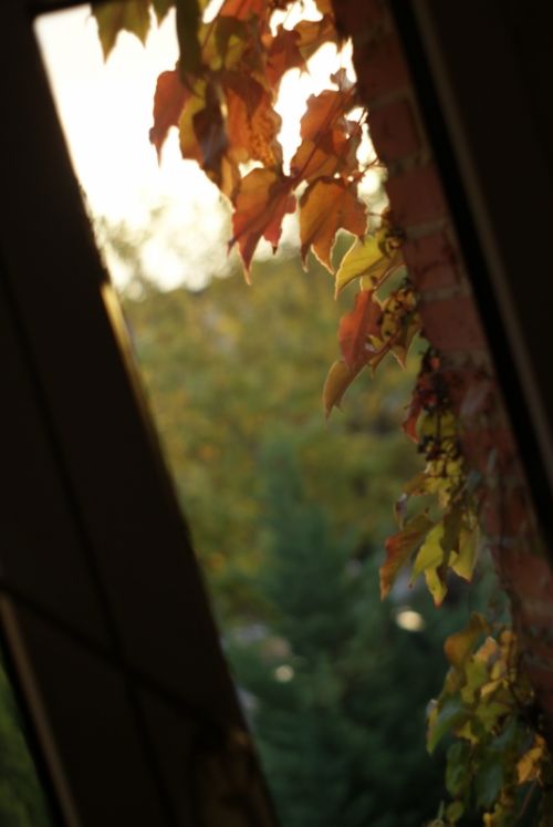 Fotografia de PabloZubiaur - Galeria Fotografica: Otoo 2011 - Foto: 