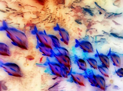 Fotografia de Kini Mercado - Galeria Fotografica: VARIEDAD - Foto: 