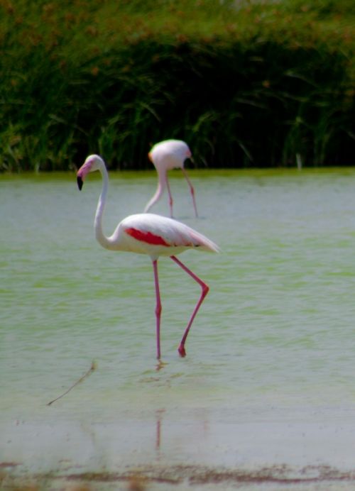 Fotografia de Kini Mercado - Galeria Fotografica: VARIEDAD - Foto: 