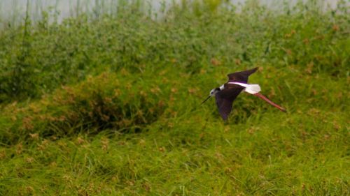 Fotografia de Kini Mercado - Galeria Fotografica: VARIEDAD - Foto: 