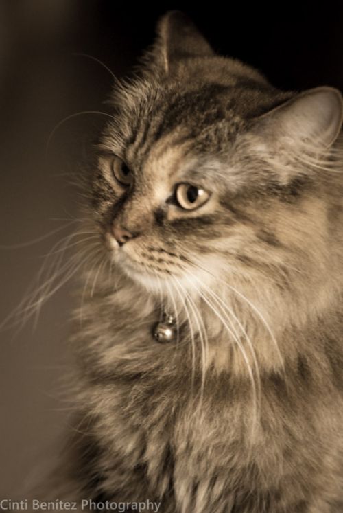 Fotografia de Cinti Bentez photography - Galeria Fotografica: MASCOTA - Foto: 