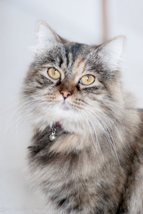 Fotografia de Cinti Bentez photography - Galeria Fotografica: MASCOTA - Foto: 