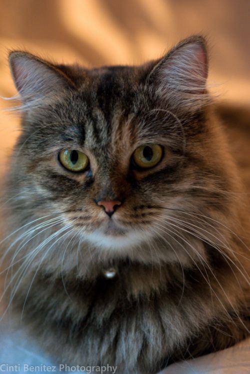 Fotografia de Cinti Bentez photography - Galeria Fotografica: MASCOTA - Foto: 