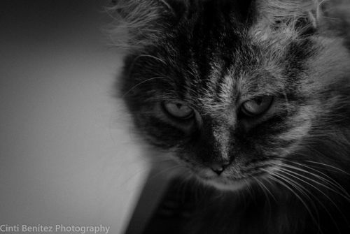 Fotografia de Cinti Bentez photography - Galeria Fotografica: MASCOTA - Foto: 