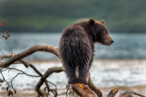 Fotografia de Claudio - Galeria Fotografica: Claudio - Foto: 