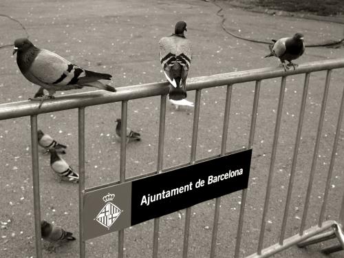 Fotografia de mamafunk - Galeria Fotografica: Barcelona - Foto: plaza catalu�a