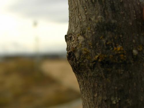 Fotografia de Daniel Calle Haut - Galeria Fotografica: Grade 2 - Foto: Macro Tree