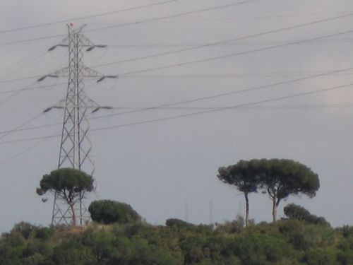 Fotografia de MACURO - Galeria Fotografica: Edicin Macuro - Foto: ... la ley del ms fuerte!