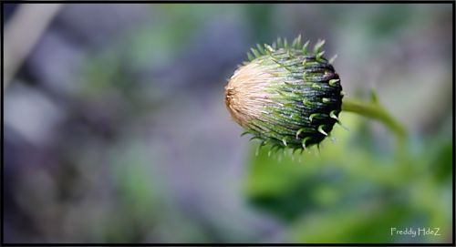 Fotografia de freddy hernandez o. - Galeria Fotografica: Miscelnea - Foto: 