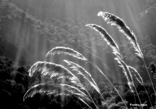 Fotografia de freddy hernandez o. - Galeria Fotografica: Miscel�nea - Foto: 