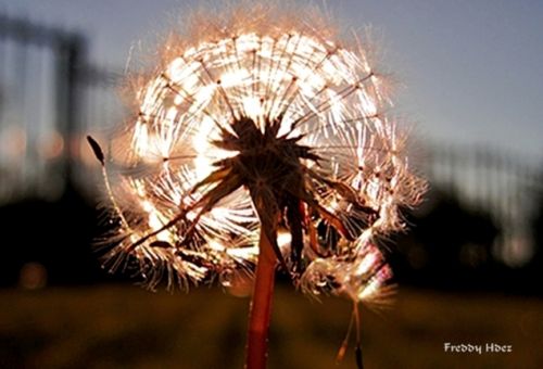 Fotografia de freddy hernandez o. - Galeria Fotografica: Miscelnea - Foto: 