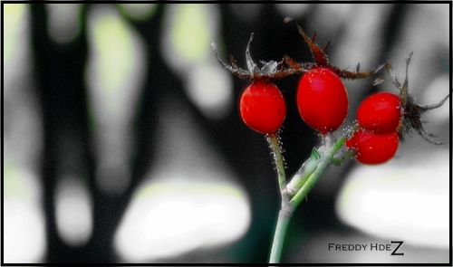 Fotografia de freddy hernandez o. - Galeria Fotografica: Miscel�nea - Foto: 