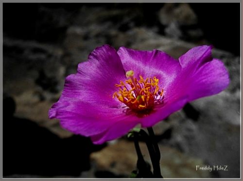 Fotografia de freddy hernandez o. - Galeria Fotografica: Miscel�nea - Foto: 