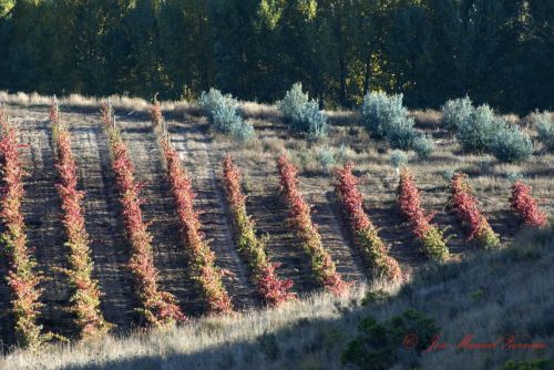 Fotografia de J.M. Zorzano - Galeria Fotografica: Vias - Foto: Vias desde el castillo de Davalillo 01