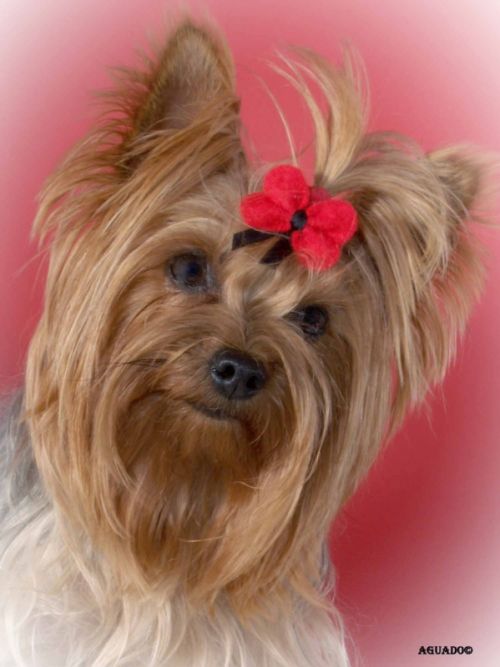 Fotografia de Fotocolor Aguado - Galeria Fotografica: Mascotas - Foto: 