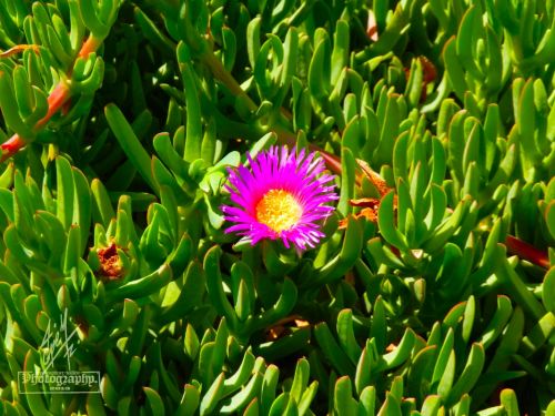 Fotografia de pepe martinez-vallejo - Galeria Fotografica: QUERETARO. - Foto: 