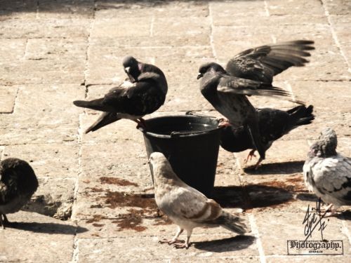 Fotografia de pepe martinez-vallejo - Galeria Fotografica: QUERETARO. - Foto: 