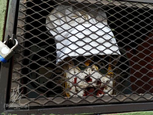 Fotografia de pepe martinez-vallejo - Galeria Fotografica: QUERETARO. - Foto: 