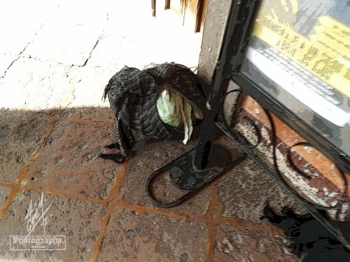 Fotografia de pepe martinez-vallejo - Galeria Fotografica: QUERETARO. - Foto: 