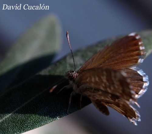 Fotografia de David Cucaln - Galeria Fotografica: Macro - Foto: 