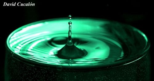 Fotografia de David Cucaln - Galeria Fotografica: Macro - Foto: 