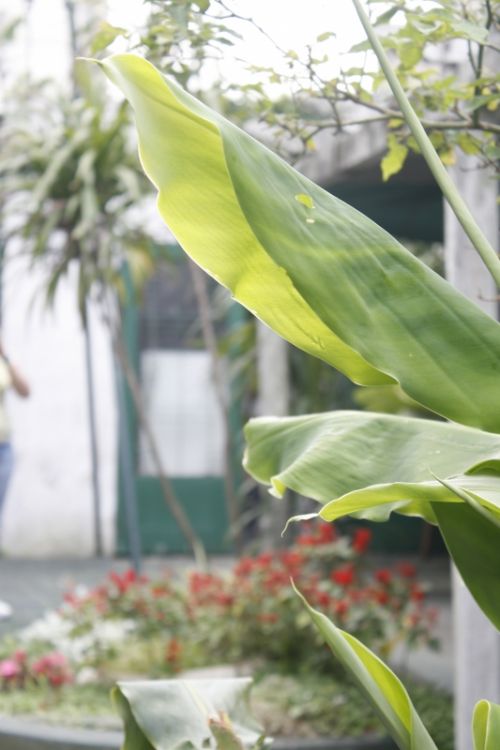 Fotografia de mirada digital - Galeria Fotografica: foco diferenciado - Foto: 