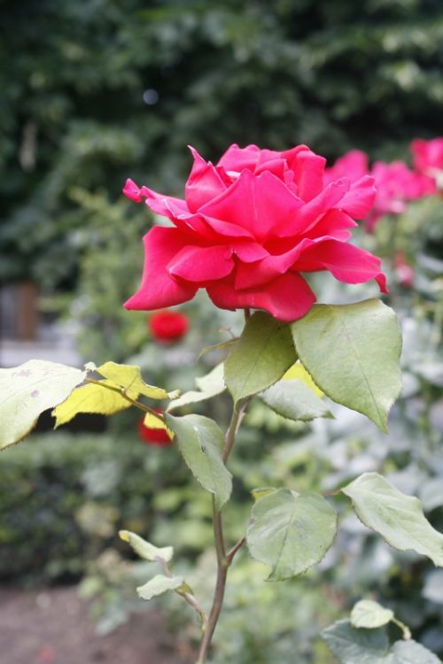 Fotografia de mirada digital - Galeria Fotografica: foco diferenciado - Foto: 