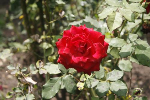 Fotografia de mirada digital - Galeria Fotografica: foco diferenciado - Foto: 