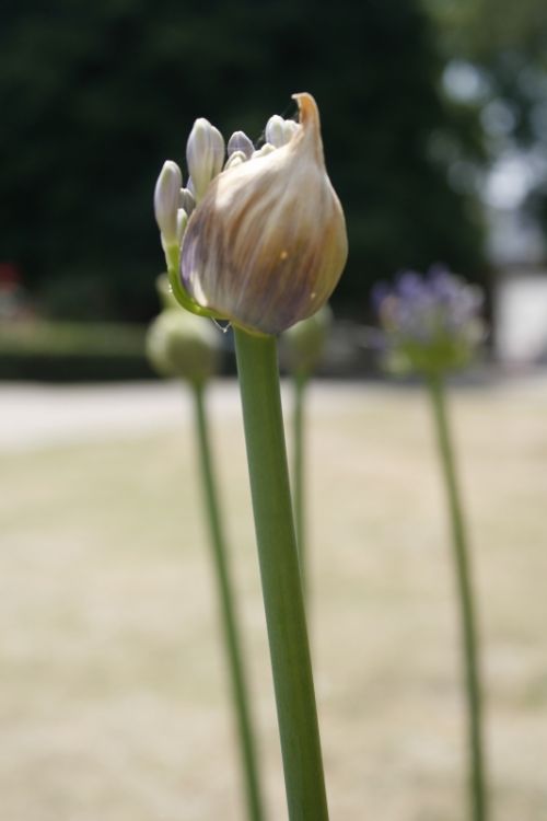 Fotografia de mirada digital - Galeria Fotografica: foco diferenciado - Foto: 