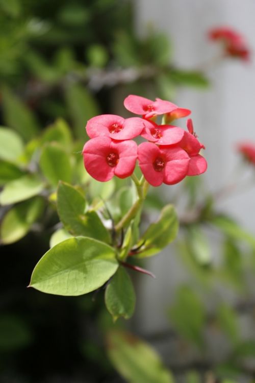 Fotografia de mirada digital - Galeria Fotografica: foco diferenciado - Foto: 