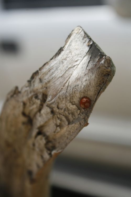 Fotografia de mirada digital - Galeria Fotografica: foco diferenciado - Foto: 