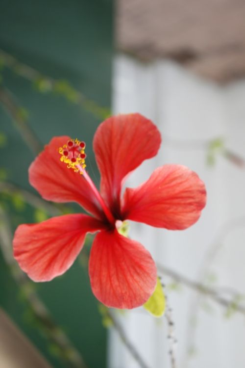 Fotografia de mirada digital - Galeria Fotografica: foco diferenciado - Foto: 