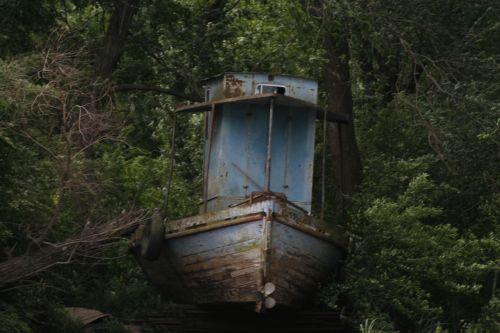 Fotografia de mirada digital - Galeria Fotografica: tigre  - Foto: 