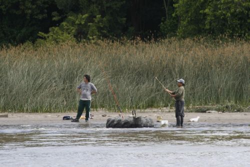 Fotografia de mirada digital - Galeria Fotografica: tigre  - Foto: 