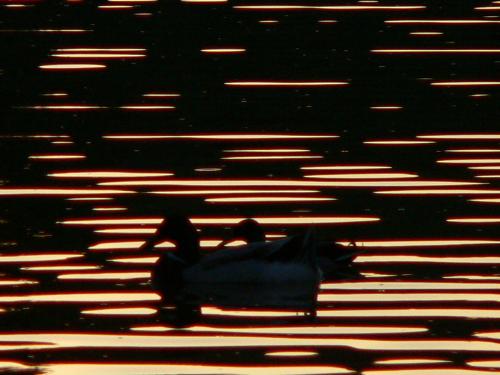 Fotografia de Luciano - Galeria Fotografica: Contraluz - Foto: Un paseo romantico