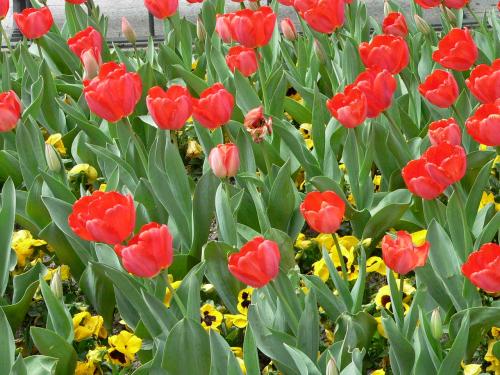 Fotografia de Luciano - Galeria Fotografica: Colores - Foto: Flores Rojas 1