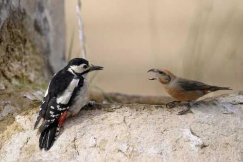 Fotografia de Carles Pastor - Galeria Fotografica: Fortos de aves - Foto: Pelea