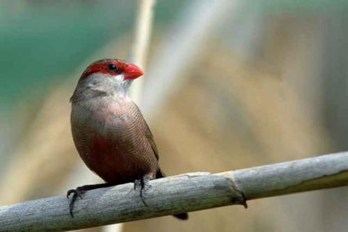 Fotografia de Carles Pastor - Galeria Fotografica: Fortos de aves - Foto: Pico de coral